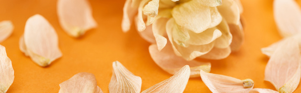 закрыть обзор конусов семян сухого хмеля рядом с лепестками на желтом, панорамный снимок
 - Фото, изображение
