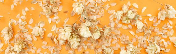 panoramic shot of scattered dry hops near petals on yellow background - Fotografie, Obrázek