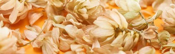 close up view of dry hop seed cones near petals on yellow, panoramic shot - Foto, immagini