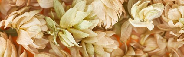 fondo de conos dispersos de semillas de lúpulo seco, plano panorámico
 - Foto, Imagen