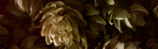 close up view of dry hop seed cones isolated on black, panoramic shot - Photo, image