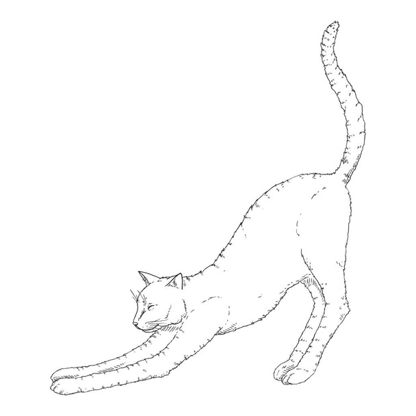 Τεντώνω την γάτα. Διάνυσμα μαύρο σκίτσο εικονίδιο Feline - Διάνυσμα, εικόνα