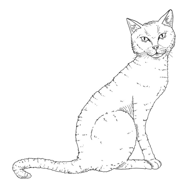 Sitting Cat. Vector Black Sketch Feline Illustration - Vector, Image