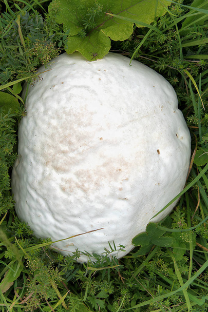 Langermannia gigantea. Grote witte paddestoel groeit in gras. - Foto, afbeelding