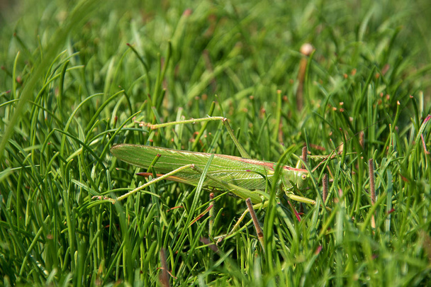 Tettigonie viridissima. Zelená kobylka v trávě. Slunce svítí. - Fotografie, Obrázek
