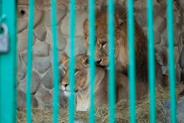 檻の中のライオンのペア - 写真・画像
