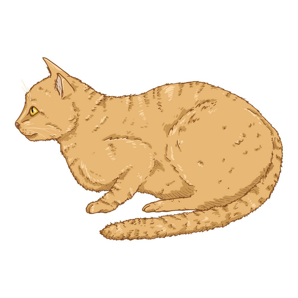 Prolhaná kočka. Ilustrace vektorové kresby - Vektor, obrázek