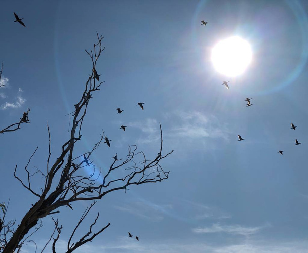 Migratory birds on the background of the sun and sky. Wild ducks fly to warmer climes. Silhouettes of birds in the blue sky. Birds fly over the branches. - Photo, Image