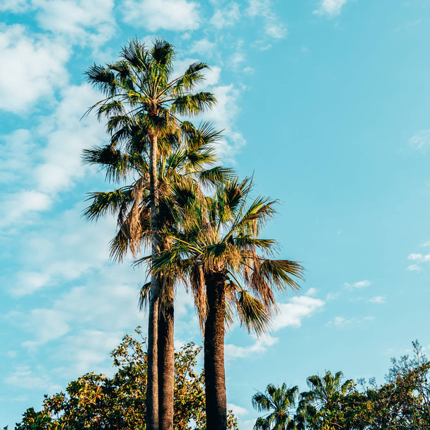 Palm Trees In Cannes Of French Riviera - Φωτογραφία, εικόνα