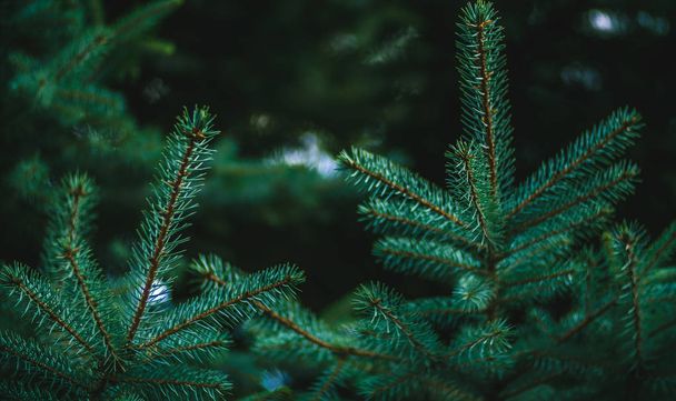 Background from green spruce branches. Christmas background. - Foto, immagini
