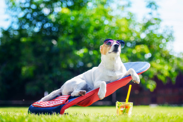 Jack russel terrier hond ligt op een ligstoel - Foto, afbeelding