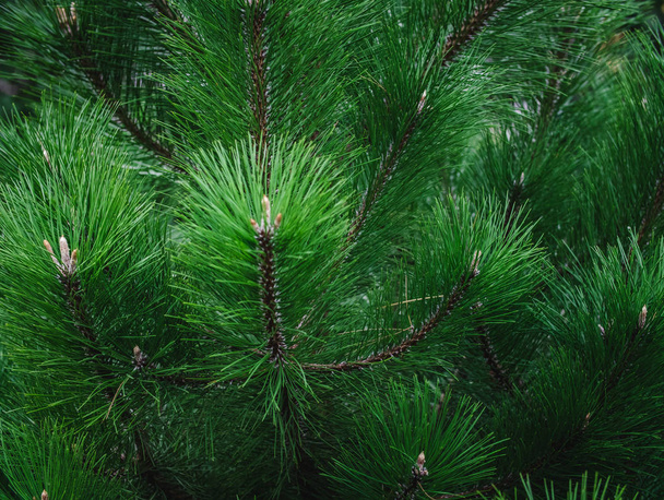 Fondo de ramas de pino verde. Fondo de Navidad
. - Foto, imagen