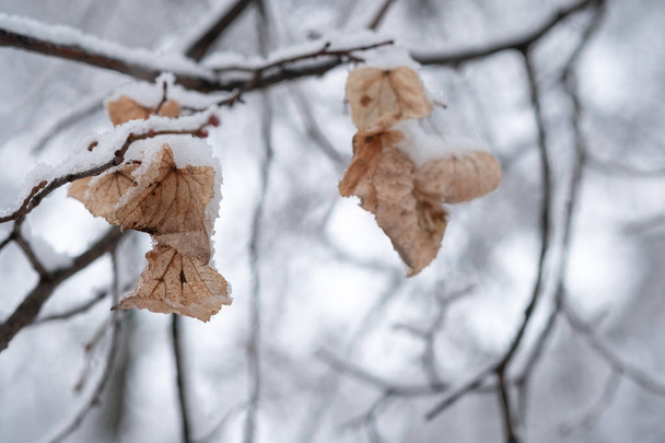 Winter branches of trees - Fotografie, Obrázek