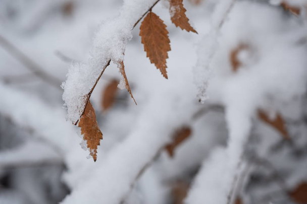 Winter branches of trees - Foto, immagini