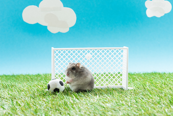 funny hamster near toy soccer ball and gates on green grass on blue background with clouds, sports betting concept - Photo, Image