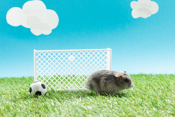 маленький хомячок рядом с игрушечным футбольным мячом и ворота на зеленой траве на синем фоне с облаками, концепция спортивных ставок
 - Фото, изображение