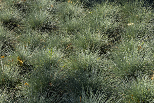 herfst gras close-up in het Park - Foto, afbeelding