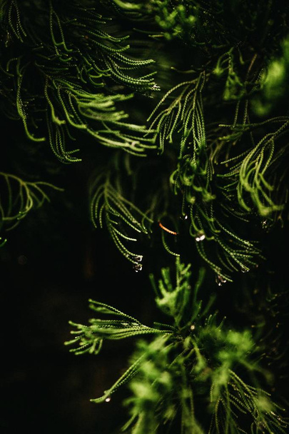 Closeup shot of pine needles in a forest with dewdrops on them - Foto, Bild