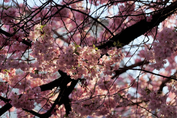 Flores de uma cereja japonesa, Prunus serrulata
.  - Foto, Imagem
