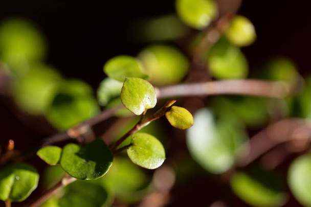 Kruipende draad wijnstok bladeren, muehlenbeckia axillaris - Foto, afbeelding