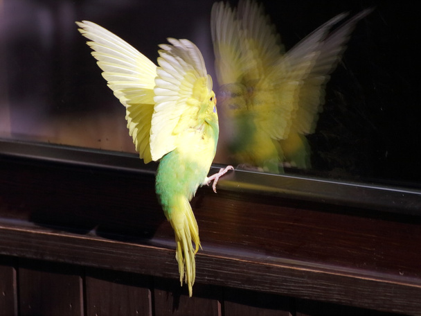 Parakeet de aterrissagem amarelo vista ploseup
 - Foto, Imagem