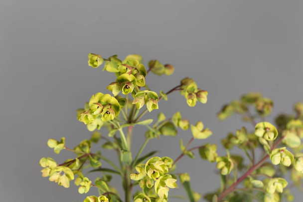 Fleurs de l'Euphorbia Euphorbia x martini
. - Photo, image