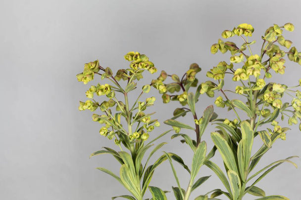Fiori dell'Euphorbia Euphorbia x martini
. - Foto, immagini