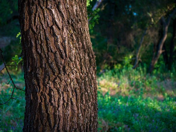 Дубова кора крупним планом лісовий фон
 - Фото, зображення
