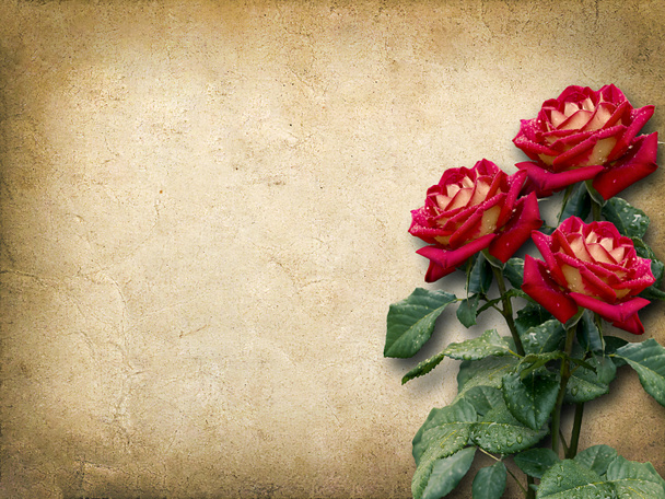 Tarjeta vintage para felicitaciones con tres rosas rojas
 - Foto, Imagen