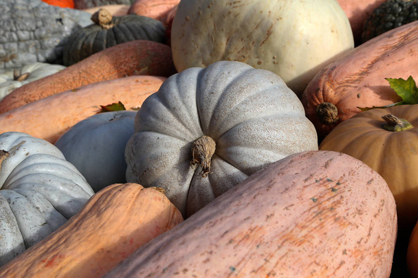Friss, egészséges bio sütőtök a mezőgazdasági piacon ősszel - Fotó, kép