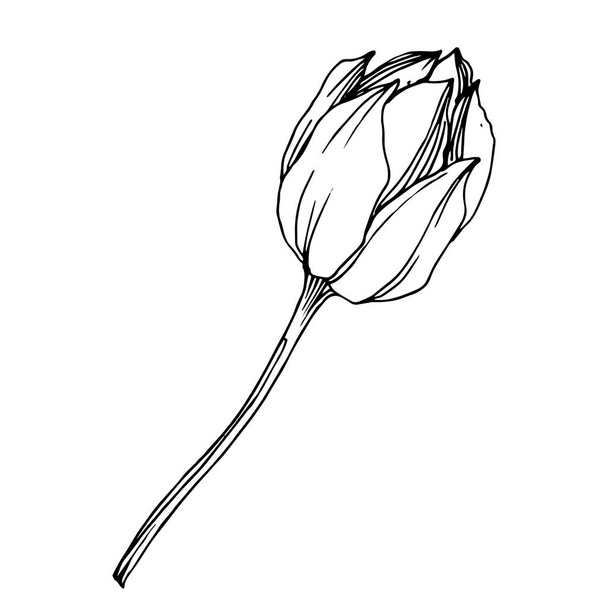 Vector Lotus floral botanical flower. Black and white engraved ink art. Isolated lotus illustration element. - Vektor, Bild