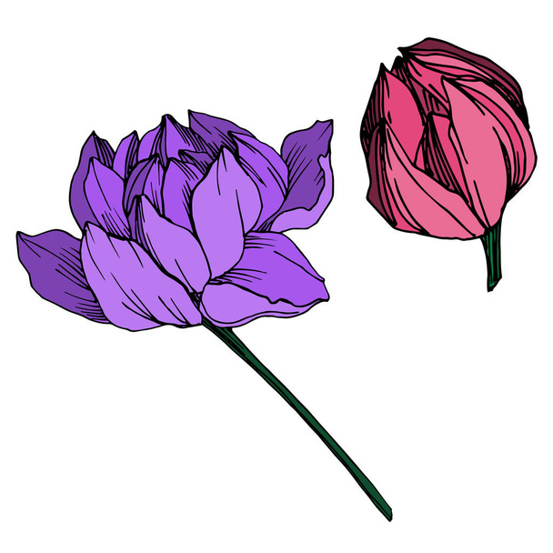 Vector Lotus floral botanical flower. Black and white engraved ink art. Isolated lotus illustration element. - Vetor, Imagem