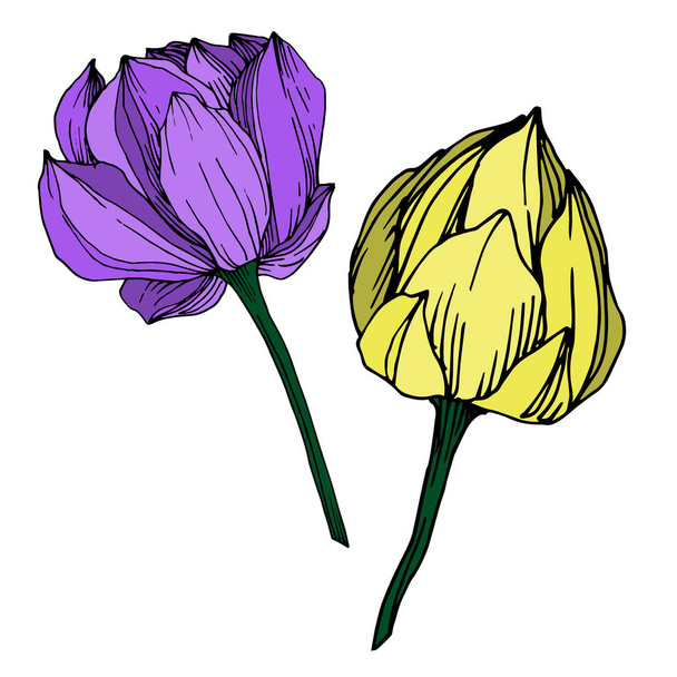 Flor botánica floral Vector Lotus. Tinta grabada en blanco y negro. Elemento de ilustración de loto aislado
. - Vector, imagen