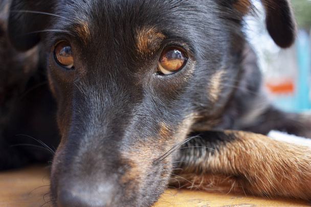 Close up of a serious black dog with beautiful orange eyes and a smart look. Close-up portrait. - Photo, Image