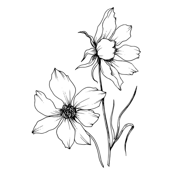 Vector Cosmos fleurs botaniques florales. Encre gravée en noir et blanc. Elément d'illustration cosmétique isolé
. - Vecteur, image
