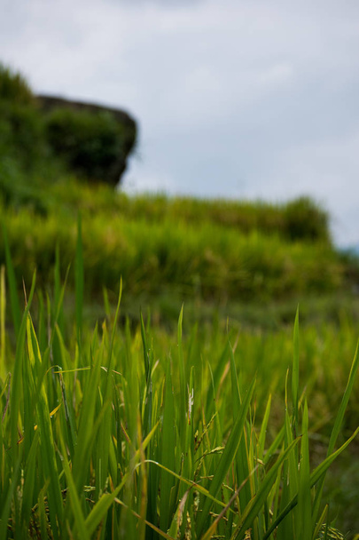 Imagen de un campo de arroz en Sapa en el norte de Vietnam durante el verano - Foto, immagini