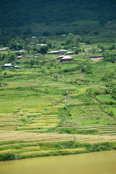 Imagen de un campo de arroz en Sapa en el norte de Vietnam durante el verano - Foto, immagini