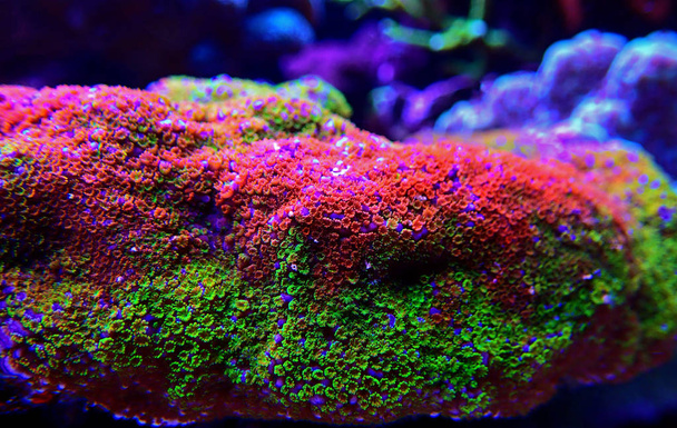 Montipora Rainbow makro polipów-rzadkie i bardzo piękne SPS Koral. - Zdjęcie, obraz