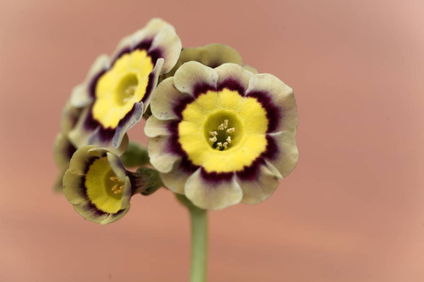 Primula bloem, Primula x hortensis.  - Foto, afbeelding