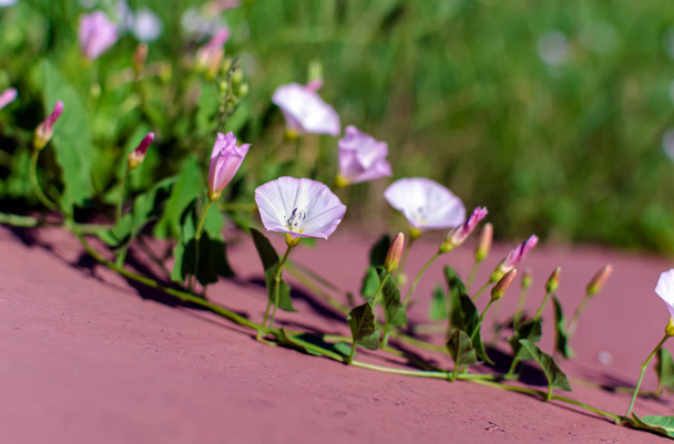 Zbliżenie pola powój (Convolvulus arvensis) kwiaty leżące na w w łagodnym wieczorem letniego światła słonecznego. Tło przyrodnicze z poranną chwałą (Calystegia) kwiatów. Miękki obraz. - Zdjęcie, obraz