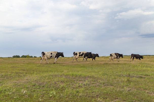 Stádo krav se vrací večer do farmy, přes pole - Fotografie, Obrázek