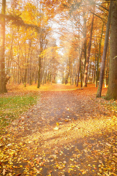 Empty Autumn alley in the park - Valokuva, kuva