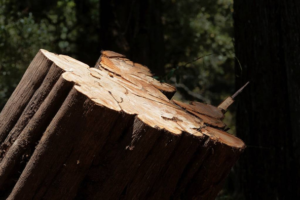 Пень африканского можжевельника, в лесу в Восточной Африке
.  - Фото, изображение