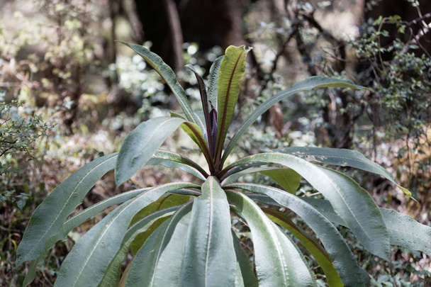 Planta de la especie Lobelia Lobelia gibberoa, en el hábitat natural
 - Foto, imagen
