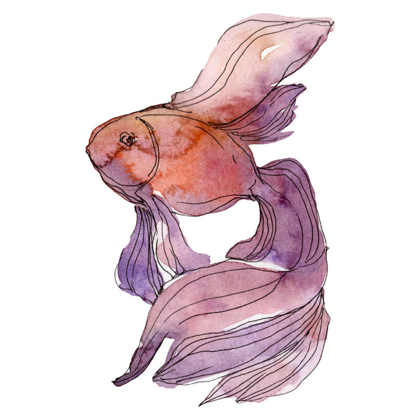 Goldfish aquatic underwater colorful tropical fish set. Watercolor background set. Isolated fish illustration element. - Photo, Image