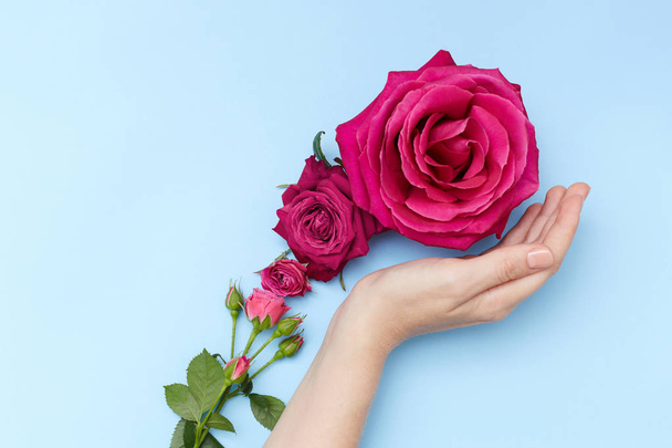 Picture of pink roses in hand on the trendy blue background - Foto, Bild