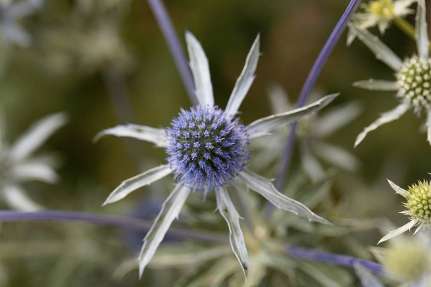 Kwiat niebieskiego eryngo, Eryngium Planum. - Zdjęcie, obraz