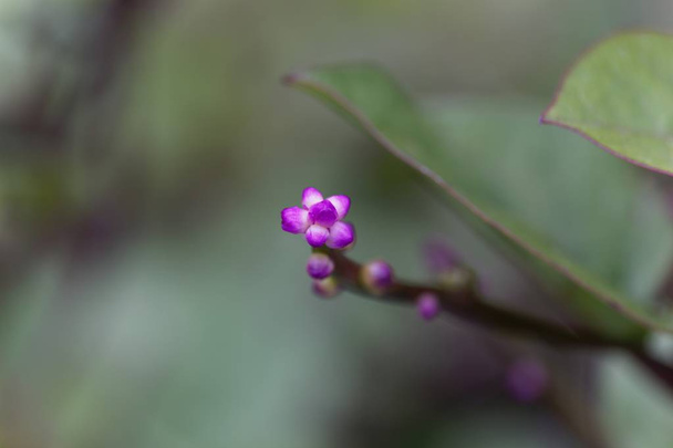 Blossom of a Malabar Spinach, Basella alba - Foto, imagen