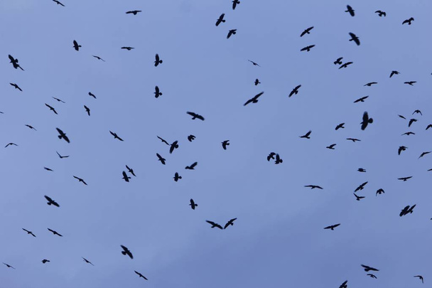 Enjambre de torres (Corvus frugilegus) con un cielo azul oscuro
.  - Foto, Imagen