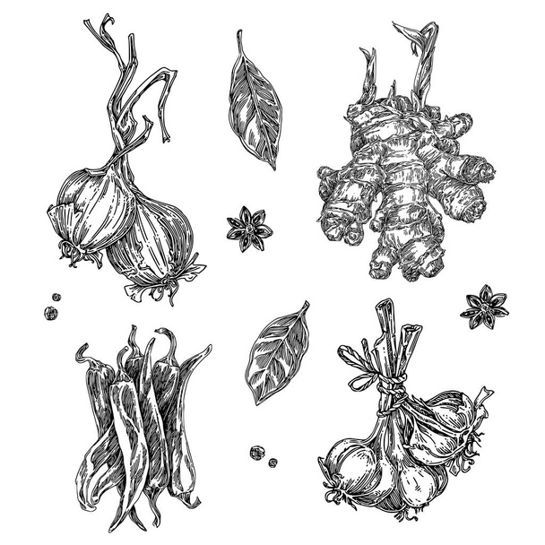 Set of vegetable condiments. Onion, ginger, red pepper, garlic, laurel leaves and anise.  - Vector, imagen